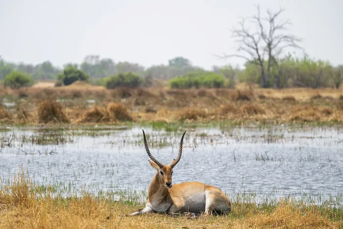 Framed Print : Letschwe or litchi bog antelope (Kobus leche) Framed Print : Letschwe or litchi bog antelope (Kobus leche)