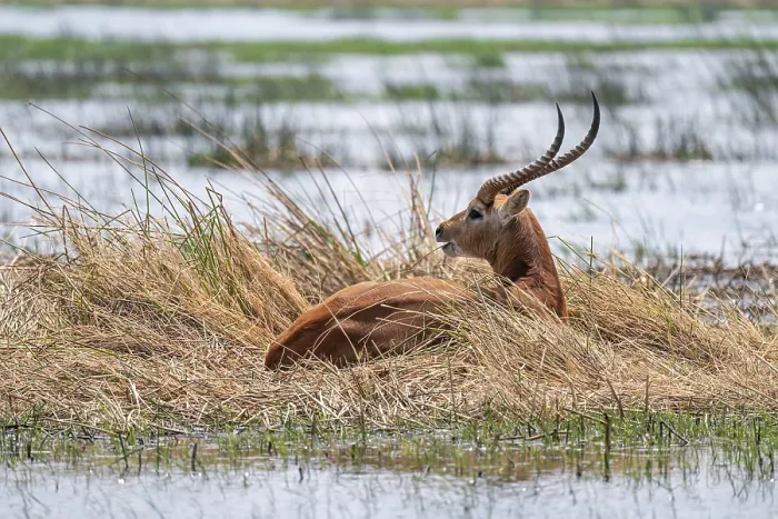 Framed Print : Letschwe or litchi bog antelope (Kobus leche)