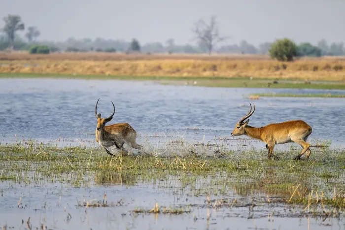 Framed Print : Letschwe or lychee moor antelope (Kobus leche)