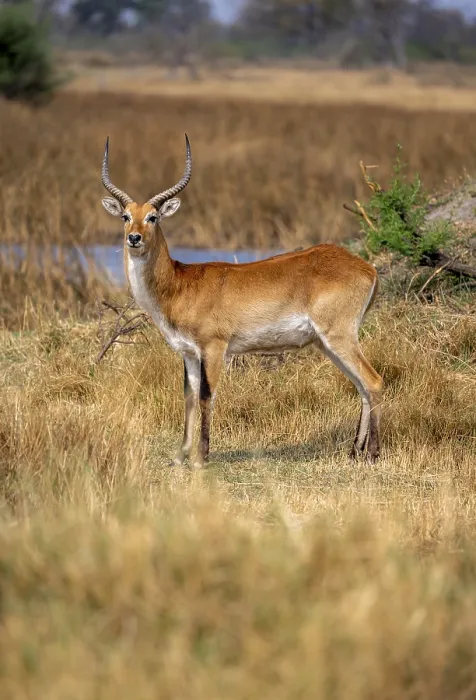 Framed Print : Letschwe or lychee moor antelope (Kobus leche)