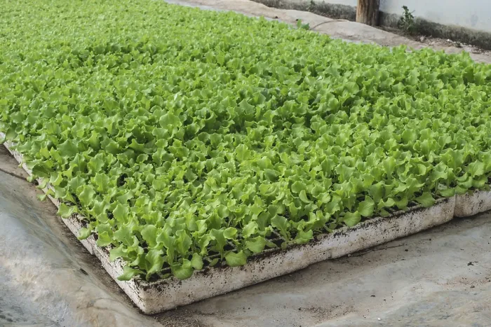 Framed Print : Lettuce plantation seedlings in greenhouse Framed Print : Lettuce plantation seedlings in greenhouse