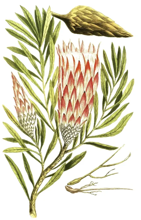 Framed Print : Leucadendron salignum, also known as solar cone