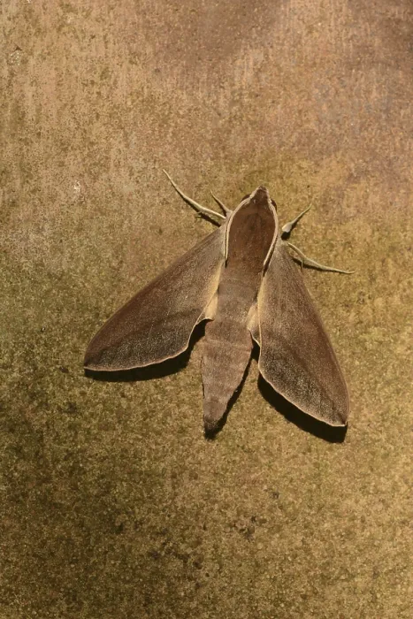 Framed Print : Levant Hawkmoth (Theretra alecto) adult