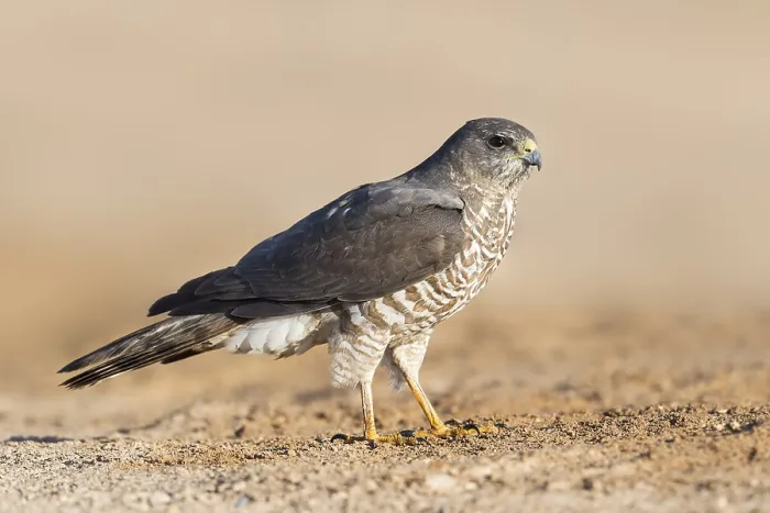 Framed Print : Levant Sparrowhawk (Accipiter brevipes) female