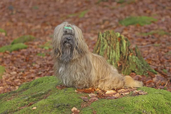 Framed Print : Lhasa Apso