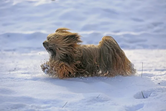 Framed Print : Lhasa Apso, Lhasa terrier, lion dog, Tibet, snow