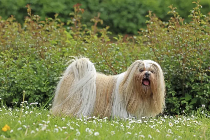 Framed Print : Lhasa Apso, Lowenhunmd, Dortmund Framed Print : Lhasa Apso, Lowenhunmd, Dortmund