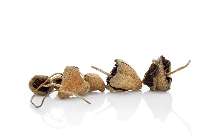 Framed Print : Liberty caps, magic mushrooms. Psilocybin mushroom isolated on white background