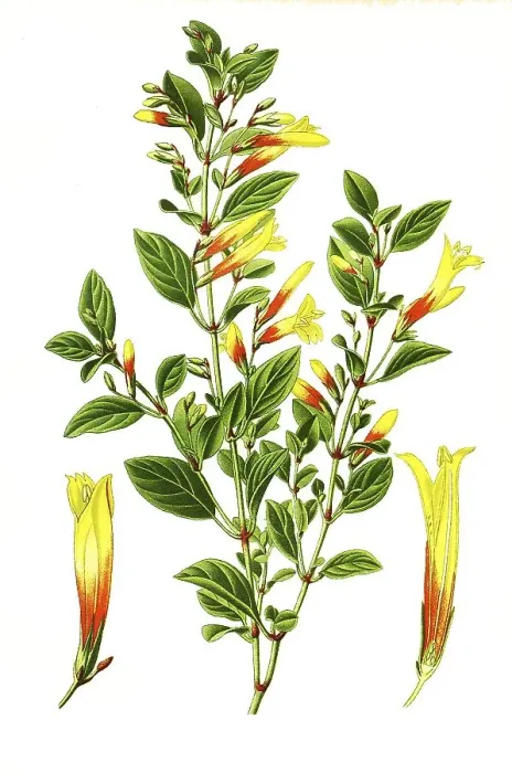 Framed Print : Libonia floribunda, Brazilian fuchsia Framed Print : Libonia floribunda, Brazilian fuchsia