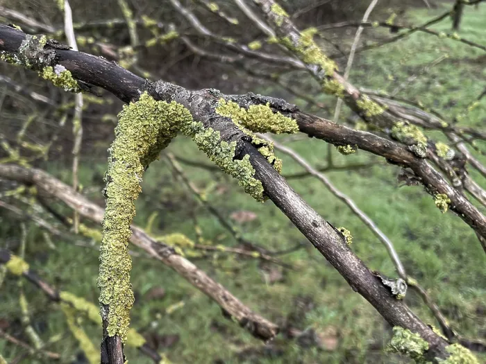 Framed Print : Lichen on a branch Framed Print : Lichen on a branch