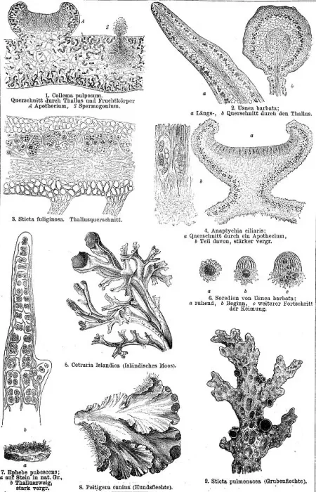 Framed Print : The lichen family: Collema pulposum