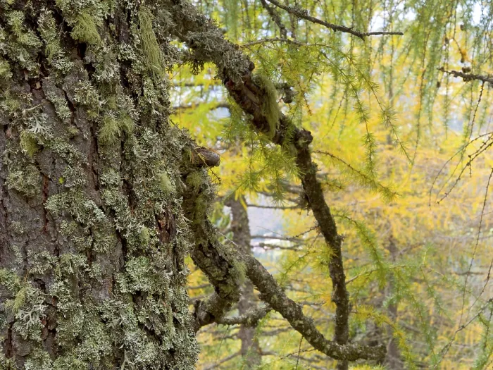 Framed Print : Lichens on a european larch (Larix decidua)