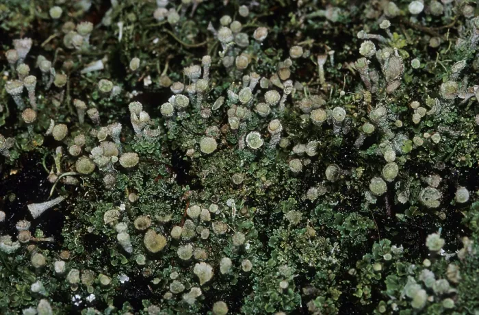 Framed Print : Lichens (Lichenes)