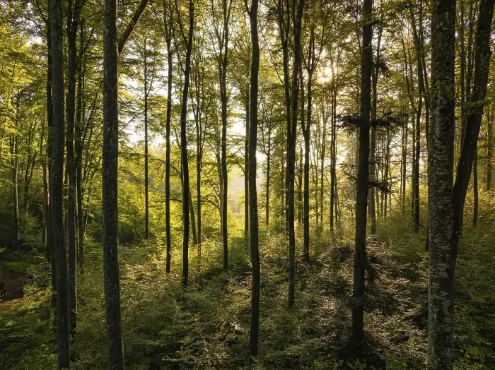 Framed Print : Still life of a forest with golden light shining through tall trees