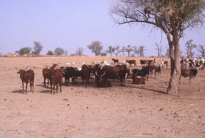 Framed Print : Life in the Sahel region of northern Nigeria, west Africa, early 1980s - herd of cattle in arid semi-desert land Framed Print : Life in the Sahel region of northern Nigeria, west Africa, early 1980s - herd of cattle in arid semi-desert land
