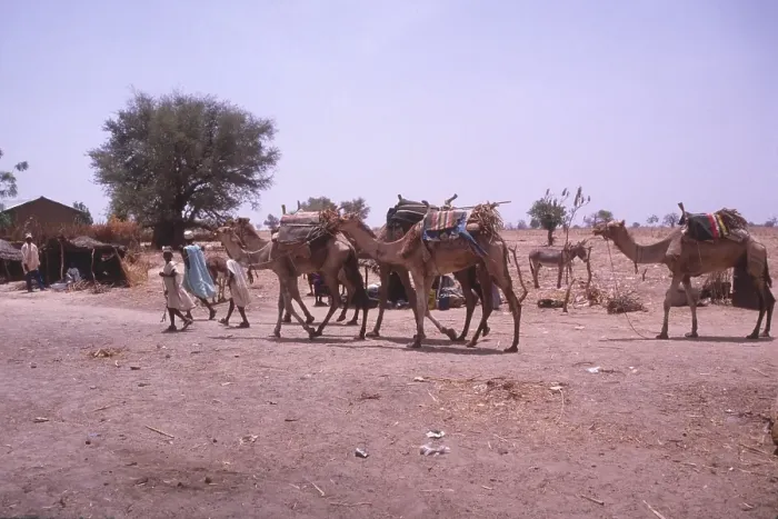 Framed Print : Life in the Sahel region of northern Nigeria, west Africa, early 1980s - camels being led into a village Framed Print : Life in the Sahel region of northern Nigeria, west Africa, early 1980s - camels being led into a village
