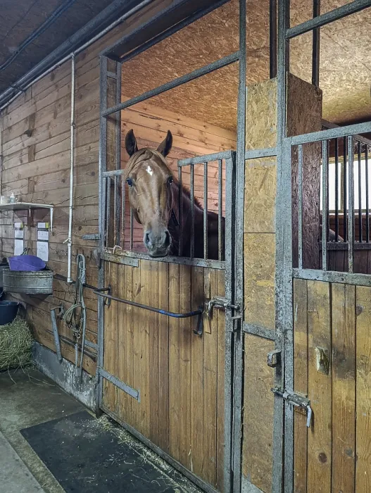 Framed Print : A light bay horse stands in a stall