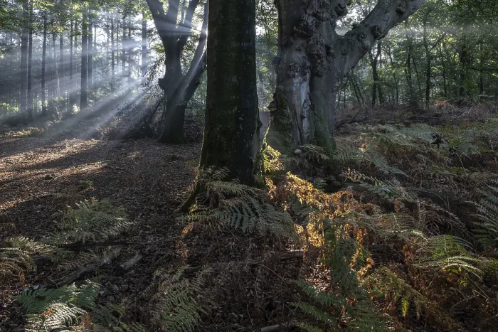 Framed Print : Light in beech forest (Fagus sylvatica) with bracken fern (Pteridium aquilinum) Framed Print : Light in beech forest (Fagus sylvatica) with bracken fern (Pteridium aquilinum)
