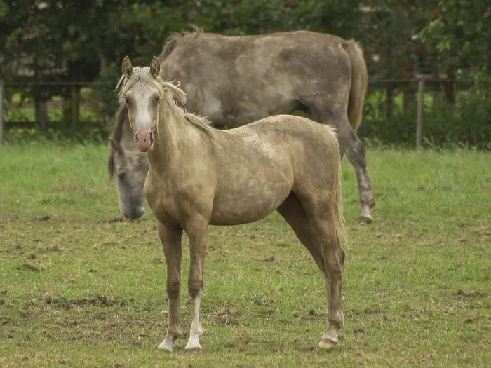 Framed Print : A light brown and a gray horse stand on a green pasture