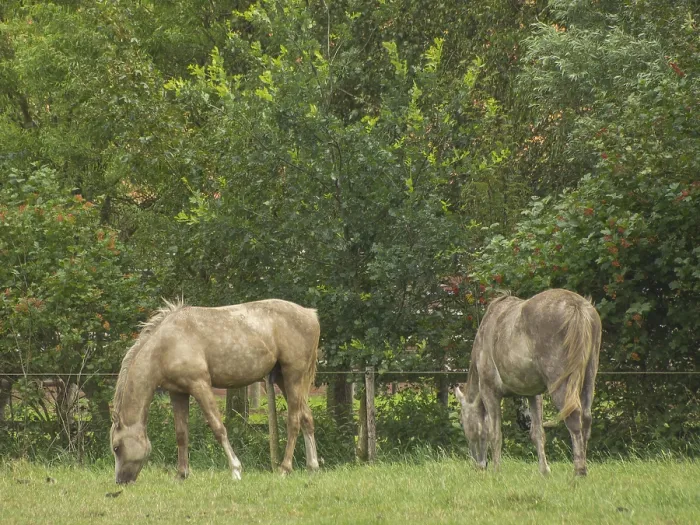 Framed Print : Two light brown horses graze on a green pasture surrounded by trees Framed Print : Two light brown horses graze on a green pasture surrounded by trees