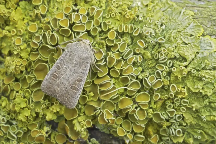 Framed Print : Light brown owlet moth (Noctuidae)