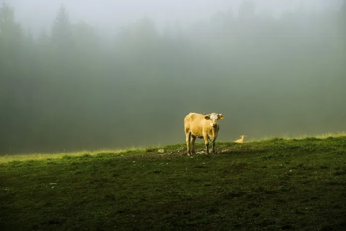 Framed Print : Light falls on a brown cow with calf