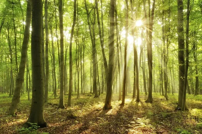 Framed Print : Light-flooded beech forest, sun shines through the forest