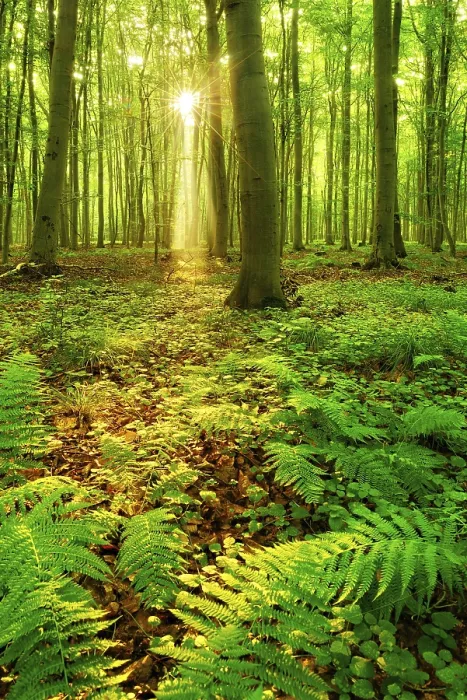 Framed Print : Light-flooded beech forest, sun shines through the forest