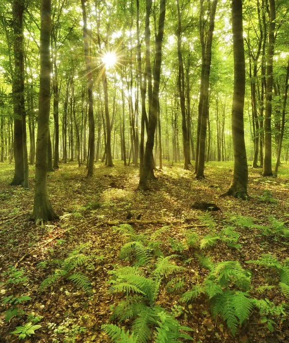 Framed Print : Light-flooded beech forest, sun shines through the leaves