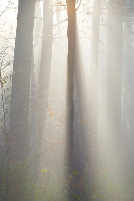 Framed Print : Light-flooded forest, rays of light and shadow