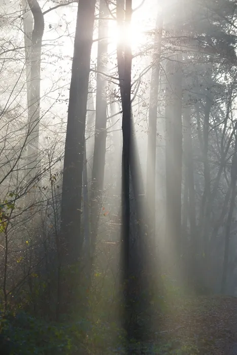 Framed Print : Light-flooded forest, rays of light and shadow Framed Print : Light-flooded forest, rays of light and shadow
