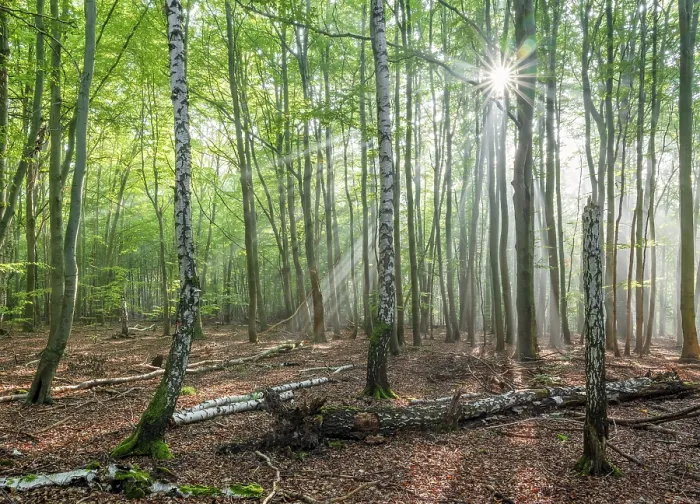 Framed Print : Light-flooded natural forest of beech and birch trees with deadwood