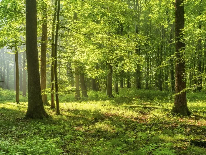 Framed Print : Light-flooded near-natural beech forest on the Finne mountain range