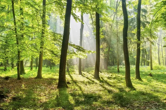Framed Print : Light-flooded near-natural mixed forest on the Finne mountain range