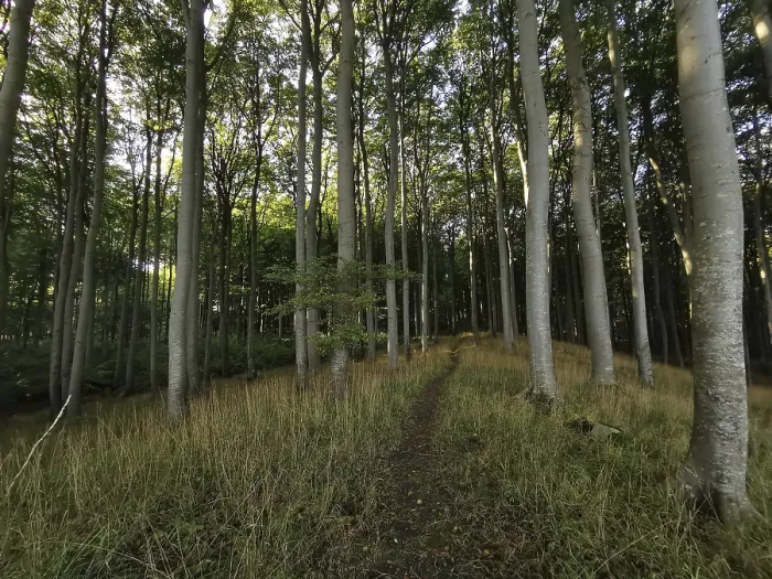 Framed Print : Light-flooded path leads through a quiet and tall deciduous forest in daylight