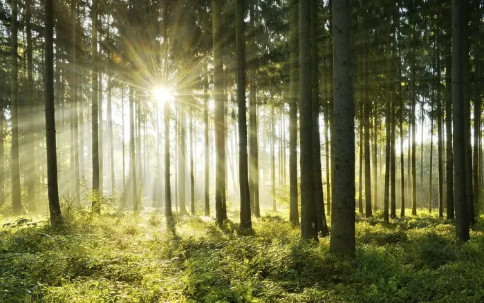 Framed Print : Light-flooded spruce forest, Sun shines through fog