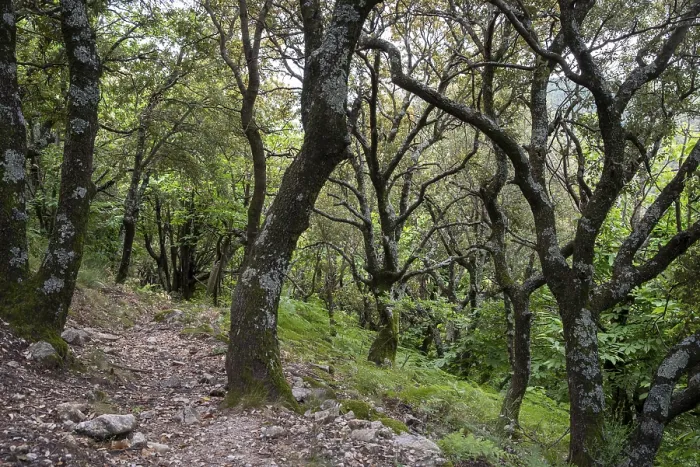 Framed Print : Light holm oak forest in the French Mediterranean Framed Print : Light holm oak forest in the French Mediterranean