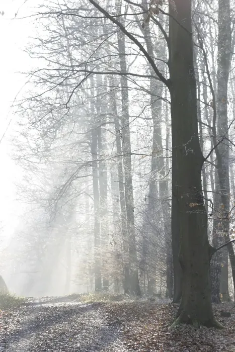 Framed Print : Light mood on a way through the winter forest