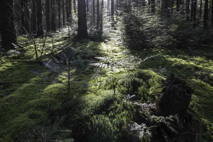 Framed Print : Light in a moss-covered spruce forest (Picea abies)