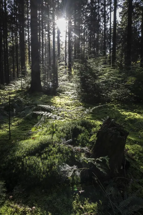 Framed Print : Light in a moss-covered spruce forest (Picea abies)