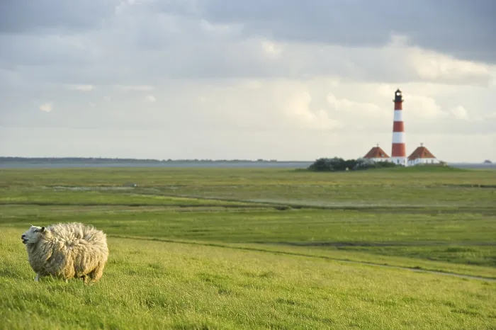 Framed Print : Lighthouse and sheep, Westerheversand Framed Print : Lighthouse and sheep, Westerheversand