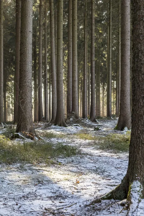 Framed Print : Lightly snow-covered coniferous forest Framed Print : Lightly snow-covered coniferous forest