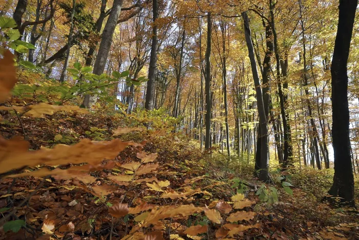Framed Print : Lights, autumnal beech forest in sunshine