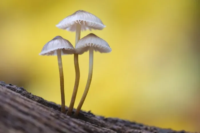 Framed Print : Lilac bonnet (Mycena pura) Lower Saxony