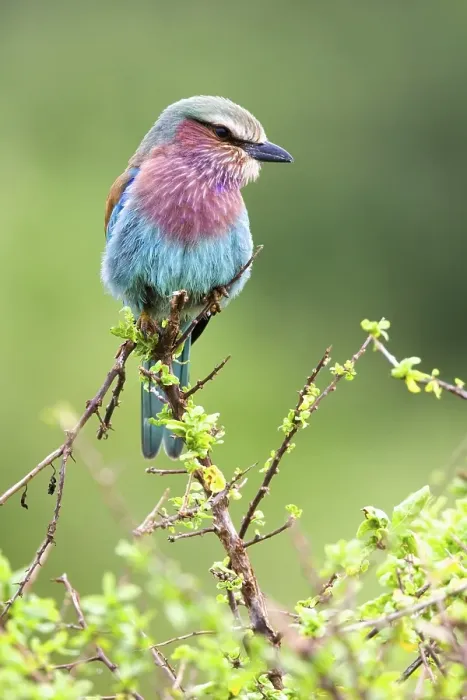 Framed Print : Lilac-breasted roller (Coracias caudata)