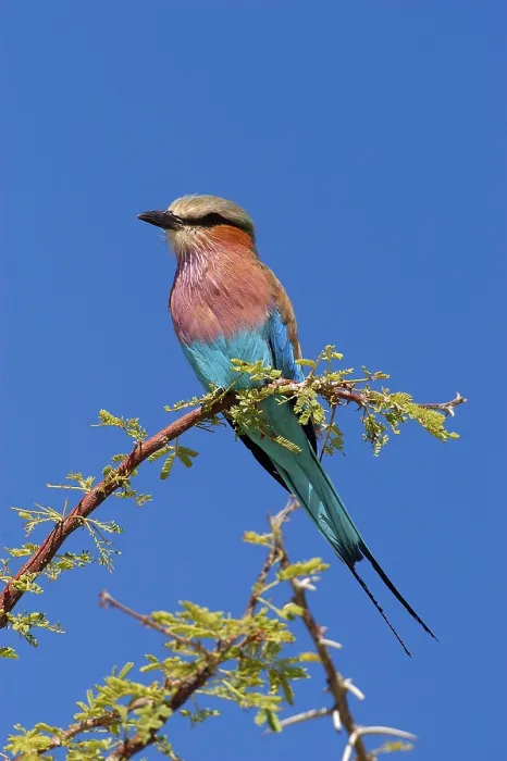 Framed Print : Lilac breasted roller (Coracias caudata)