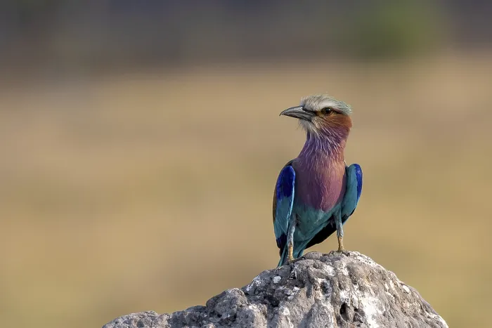 Framed Print : Lilac breasted roller (Coracias caudata)