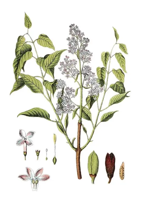 Framed Print : Lilac or Common Lilac (Syringa vulgaris)