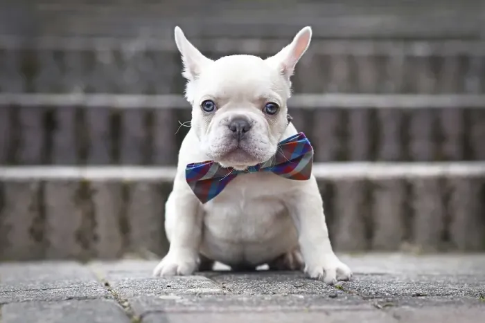 Framed Print : Lilac fawn colored French Bulldog dog puppy with big smile with tongue out wearing a bow tie