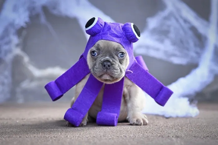 Framed Print : Lilac French Bulldog puppy wearing a cute purple Halloween octopus dog costume with big eyes